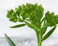 La raíz de rodiola podría ser beneficiosa para controlar la diabetes tipo 2