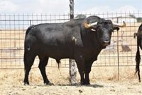 Herido un hombre de 70 años en Landete (Cuenca) tras ser embestido por un toro en la plaza del municipio