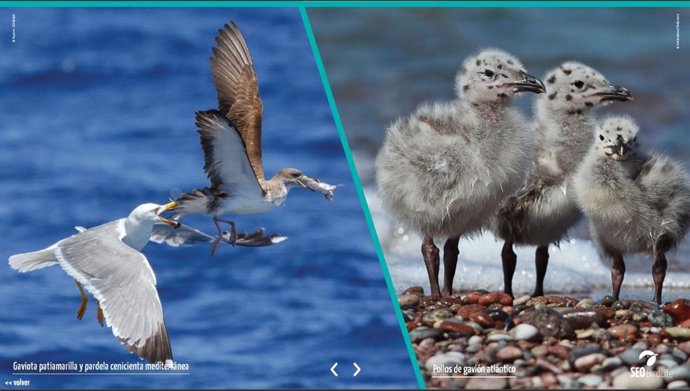 Gaviota patiamarilla, pardela cenicienta mediterránea y pollos de gavión atlántico