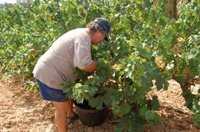 La Unió prevé una cosecha de uva de vino un 30% inferior, aunque con "gran calidad" en la Comunidad Valenciana
