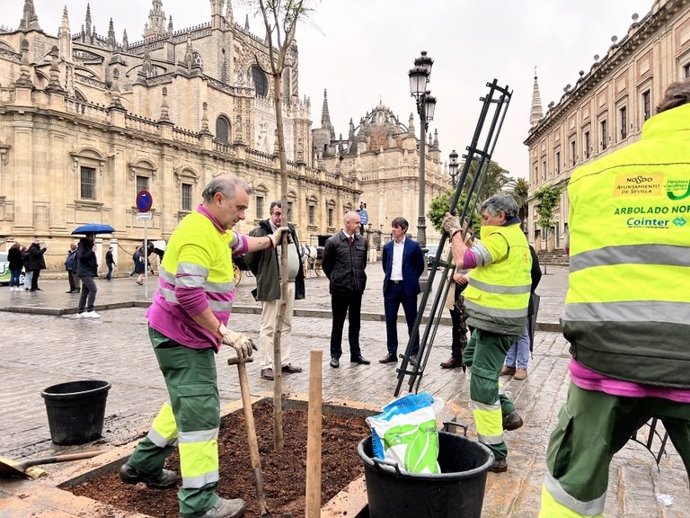 El alcalde de Sevilla, Antonio Muñoz, en la plantación de las nuevas jacarandas en la avenida de la Constitución.