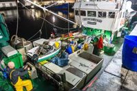 La campaña del Bonito del Norte llega a su ecuador con el 53,5% de la cuota de este año consumida