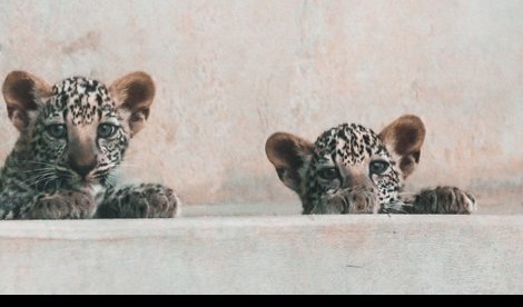 Comunicados Internacional