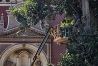 El PP de Sevilla acusa a Muñoz de "ocultar información" sobre el ficus de Triana: "No ha hecho públicos los informes"