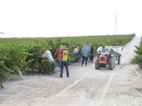 Comienza la vendimia de la variedad Pedro Ximénez en el marco de Montilla-Moriles (Córdoba) con previsión de 30% menos