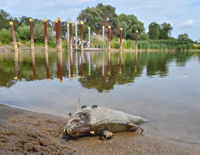 Un pez muerto en la orilla del río Óder