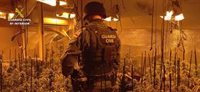 Detenido en El Casar por cultivar 600 plantas de marihuana y defraudar casi 30.000 euros en luz