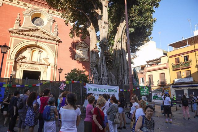 Dos vecinos y miembros de la plataforma En defensa del ficus de San Jacinto se suben al árbol para exigir que se pare la tala.