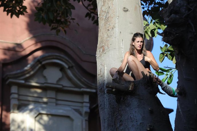 Una de las vecinas y miembro de la plataforma En defensa del ficus de San Jacinto subida al árbol para exigir que se pare su tala.