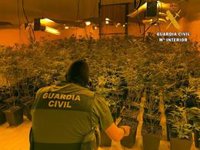 Intervenidas más de 420 plantas de marihuana y 80 enganches fraudulentos en una calle de Roquetas de Mar (Almería)