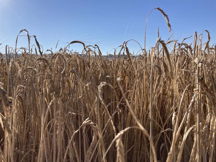 Archivo - Cultivo de cereal en Valladolid.