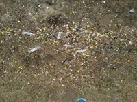 El PRC denuncia la suciedad en La Magdalena y la presencia de confeti de plástico en el mar tras la Semana Grande