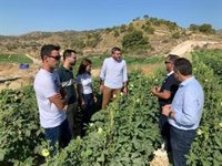 La Región de Murcia es pionera en producción y exportación de okra