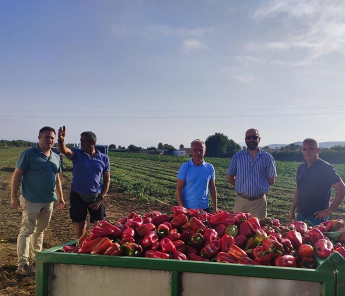 Visita del PSOE a una plantación de pimientos y berenjenas en Villamartín (Cádiz)