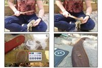 Los bumeranes también se usaron para afilar herramientas de piedra