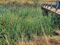 El PP exige al Govern la limpieza y adecuación "urgente" de los torrentes de Baleares ante la llegada de lluvias