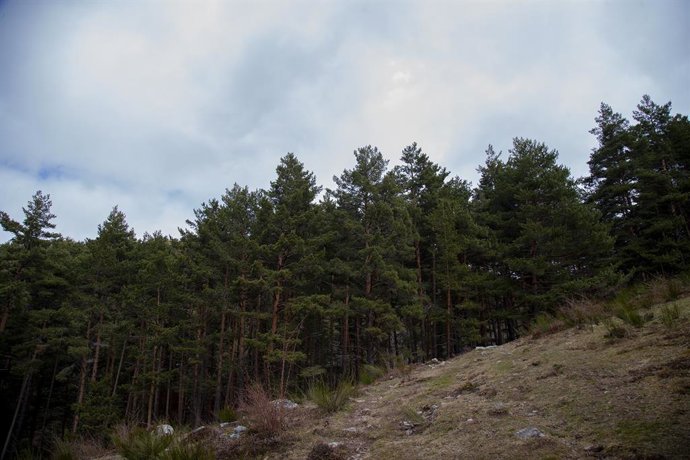 Archivo - La Ley de Declaración del Parque Natural del Alto Najerilla se encuentra en trámite de audiencia hasta el 22 de julio