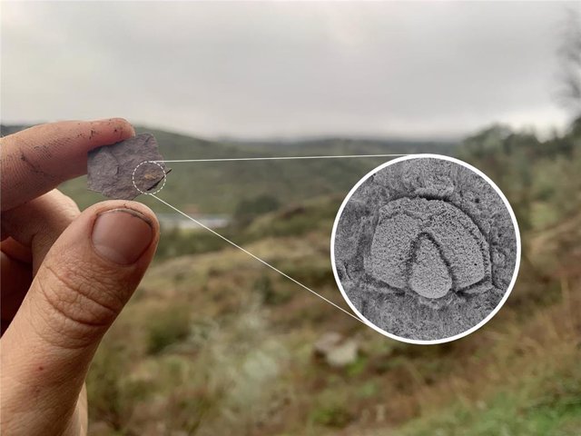 Imagen de la nueva especie de fósil de trilobites hallada en Cumbres de San Bartolomé.