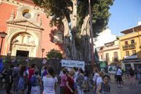 Flores reitera que la tala del ficus de San Jacinto, en Sevilla, cuenta con el respaldo político y vecinal de Triana