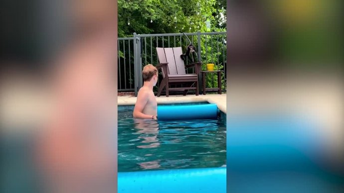 Estos monos forman parte de la familia: así conviven con los humanos en su día a día