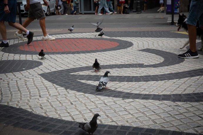 Varias palomas caminan por el mosaico de Miró en el suelo de La Rambla, a 4 de agosto de 2022, en Barcelona