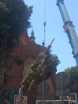 Los trabajos previos a la tala del ficus de San Jacinto en Sevilla avanzan.