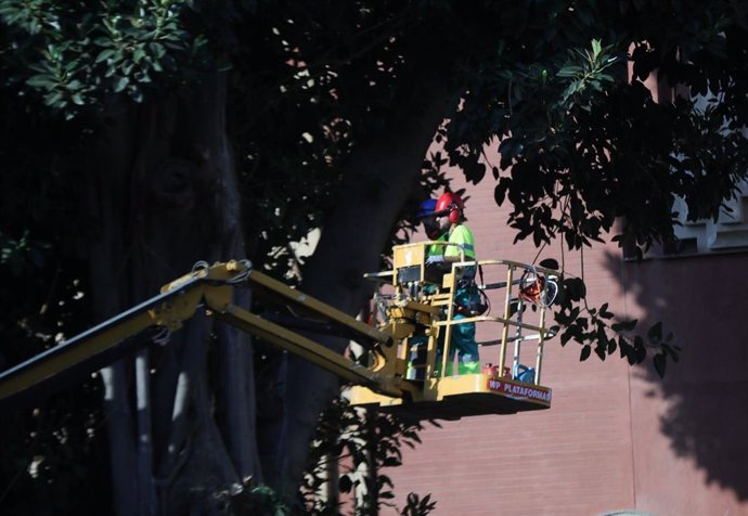 Operarios realizando una poda al ficus de San Jacinto en Sevilla