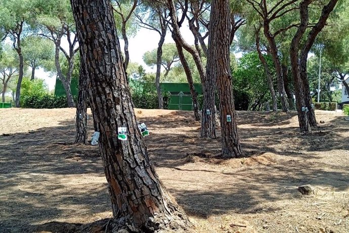 Pinares de Oromana con el tratamiento contra la plaga del escarabajo negro.