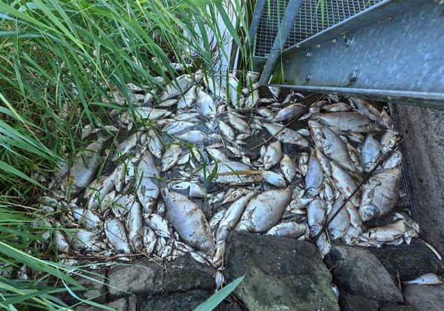 Peces muertos en el río Óder a su paso por Schwedt, en Alemania