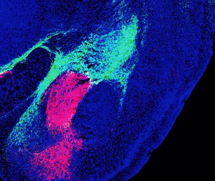 Las subregiones de la amígdala, el centro emocional del cerebro, reciben señales de amenaza de diferentes áreas del cerebro, incluido el tronco encefálico (rojo) y el tálamo (verde).