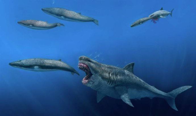 El megalodón, el tiburón más grande que jamás haya existido, tuvo que satisfacer un requerimiento energético diario de más de 98.000 kilocalorías.