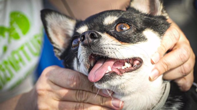 Mercadillo Canino y Felino solidario en Bahía Sur