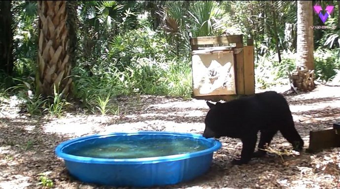 Este osezno no pudo resistir la curiosidad y se metió en una piscina hinchable