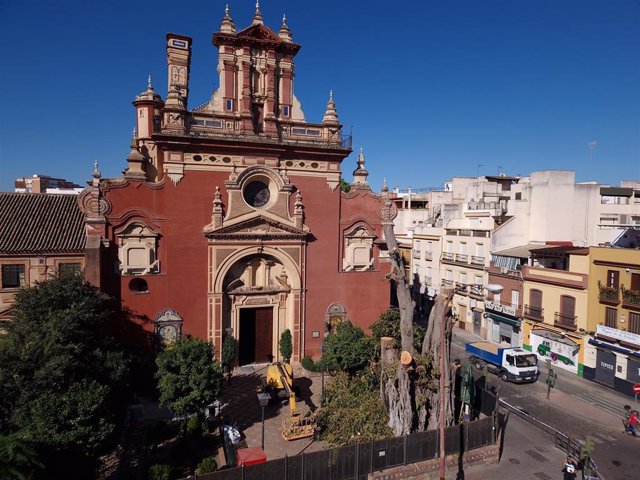 Ya solo queda visible el tronco principal del ficus centenario de San Jacinto, en Sevilla.