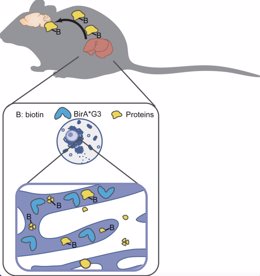 Un novedoso modelo de ratón para cartografiar la comunicación de proteínas entre órganos. Las proteínas se marcan con biotina y se puede seguir su movimiento en el cuerpo.