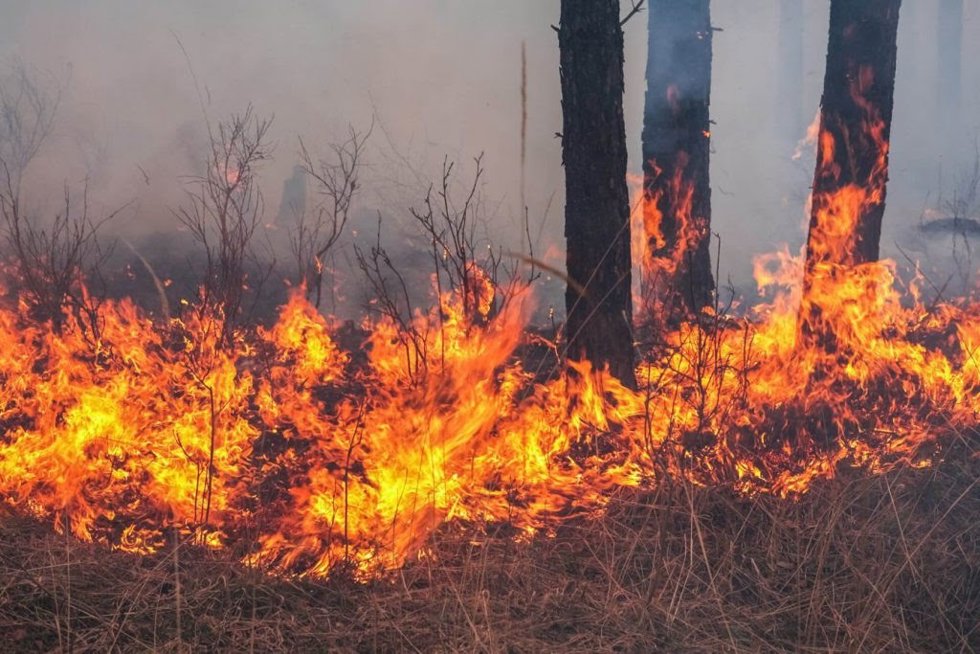 Incendio forestal