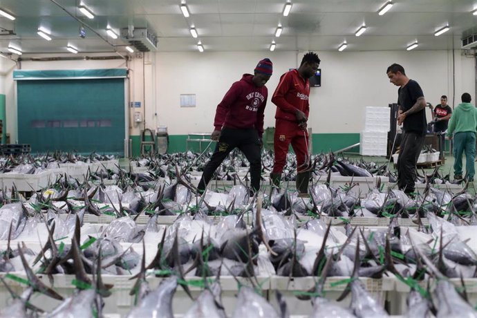 Trabajadores colocan el bonito en la lonja tras su recogida del mar, a 12 de agosto de 2022, en la lonja de Burela, Lugo, Galicia (España). A mediados del pasado junio comenzaron las descargas de bonito en el puerto de Burela y ahora la temporada llega 