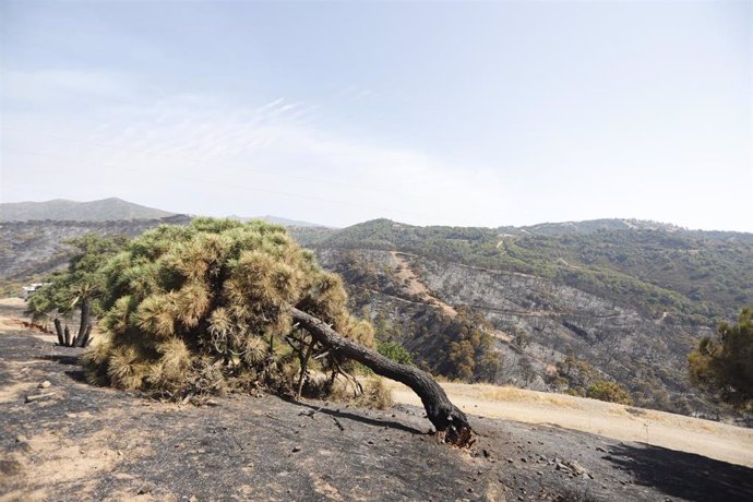 Archivo - Incendio en Sierra Bermeja, foto de archivo