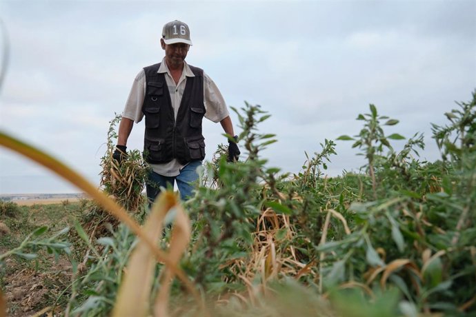 Archivo - Un agricultor durante la recogida del ajo morado en un campo de la cooperativa Coopaman 