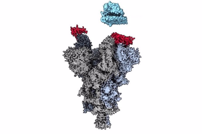 La criomicroscopía electrónica revela cómo el fragmento de anticuerpo VH Ab6 (rojo) se une al sitio vulnerable de la proteína de espiga del SARS-CoV-2 (gris) para bloquear la unión del virus con el receptor celular humano ACE2 (azul).