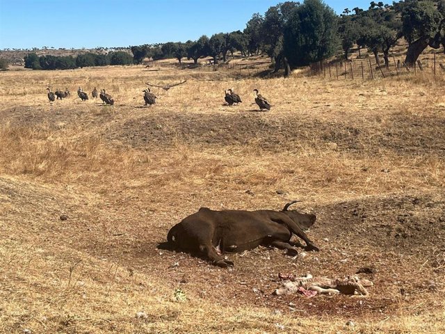 Ataque de buitres sobre ganado en una explotación de Alaraz (Salamanca)