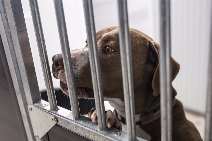 Archivo - Un gos en un centre de protecció animal
