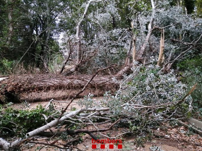 Un arbol caigut que ha bloquejat la carretera entre els municipis gironins de Palau-saverdera i Castelló d'Empúries, pel temporal d'aquest dimecres a la nit. 