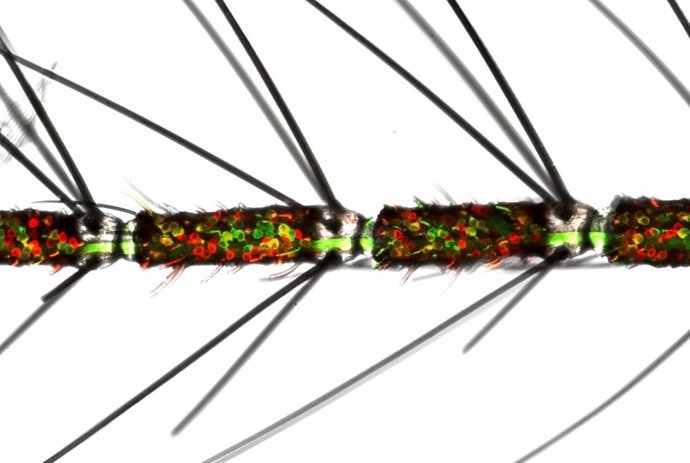 Una antena de mosquito hembra con neuronas olfativas, etiquetadas en rojo y verde. Las neuronas olfativas que expresan múltiples tipos de receptores olfativos están en amarillo.