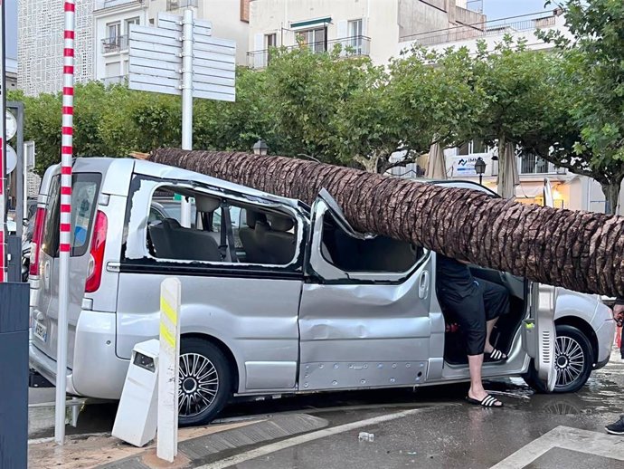 Roses (Girona) sustituirá las palmeras de su paseo marítimo para evitar riesgos en temporales