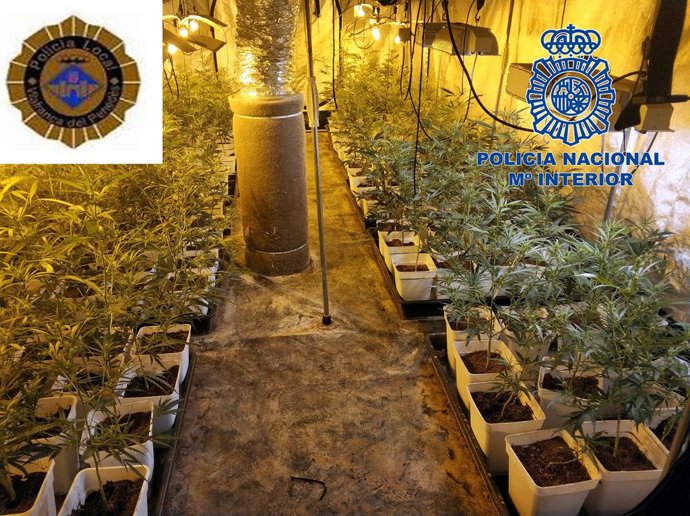 Desmantellen un cultiu de marihuana a Vilafranca del Peneds (Barcelona)