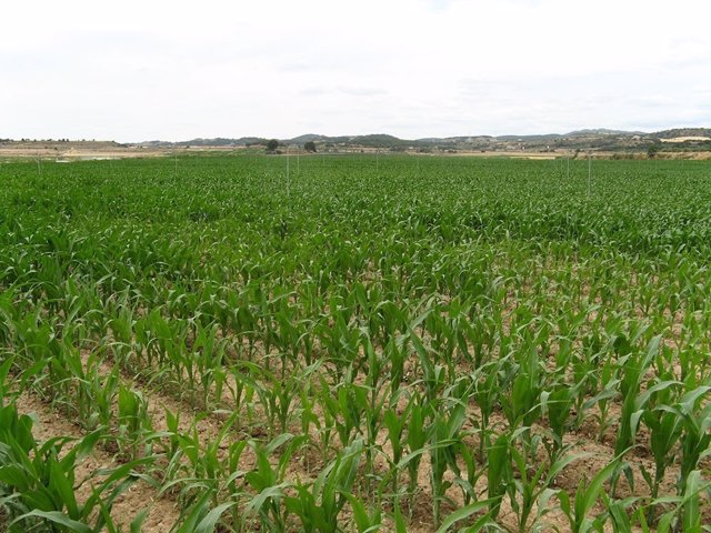 Archivo - Campo de maíz