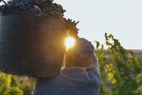 El control de maduración de la DOC Rioja destaca el avance óptimo de la vendimia