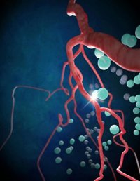 Descubren una molécula de grasa que es fundamental para la salud de los vasos sanguíneos