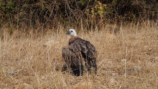 Detectadas dos nuevas colonias de cría de buitre leonado en la Serra de Tramuntana